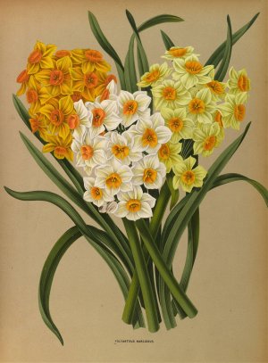 Polyanthus Narcissus by Arentina Hendrica Arendsen Oil Painting