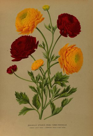 Ranunculus Africanus. Double Turban Ranunculus by Arentina Hendrica Arendsen Oil Painting