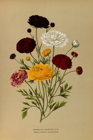 Ranunculus Asiaticus Fl.Pl. Double Persian Ranunculus by Arentina Hendrica Arendsen Oil Painting