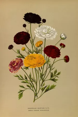 Ranunculus Asiaticus Fl.Pl. Double Persian Ranunculus by Arentina Hendrica Arendsen Oil Painting