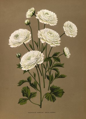 Ranunculus Hercules by Arentina Hendrica Arendsen Oil Painting