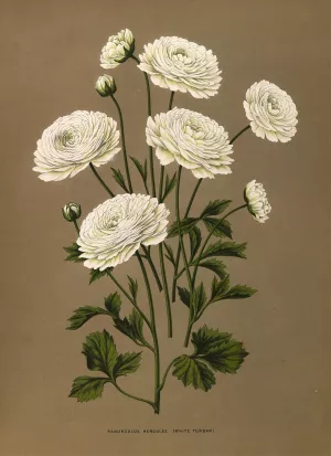 Ranunculus Hercules by Arentina Hendrica Arendsen Oil Painting