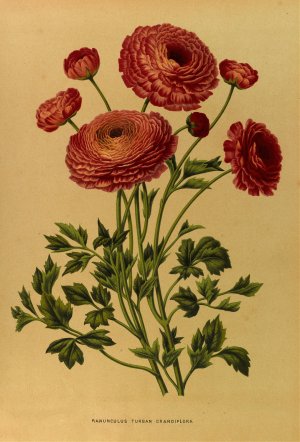 Ranunculus Turban Crandiflora by Arentina Hendrica Arendsen Oil Painting