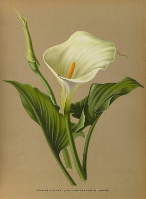 Richardia Africana by Arentina Hendrica Arendsen Oil Painting