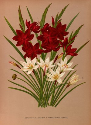 Schizostylis Coccinea. 2 . Zephyranthes Candida by Arentina Hendrica Arendsen Oil Painting