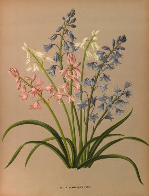 Scilla Campanulata Varr. by Arentina Hendrica Arendsen Oil Painting