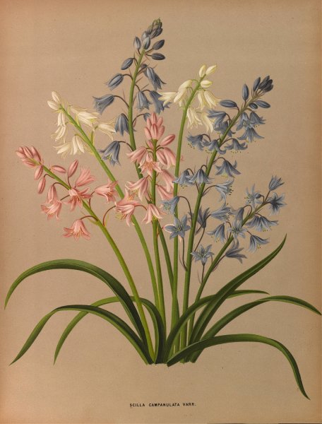Scilla Campanulata Varr.  by Arentina Hendrica Arendsen - Hand-Painted Oil Painting Reproduction