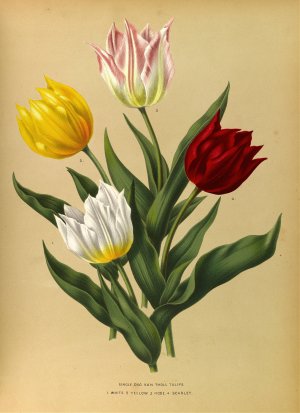 Single Duc Van Tholl Tuliips by Arentina Hendrica Arendsen Oil Painting