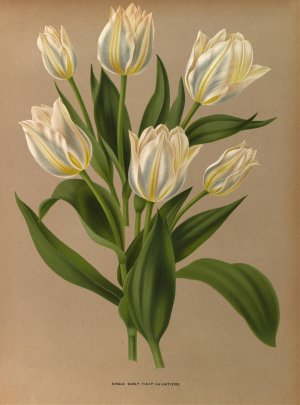 Single Early Tulip, La Laitiere by Arentina Hendrica Arendsen Oil Painting