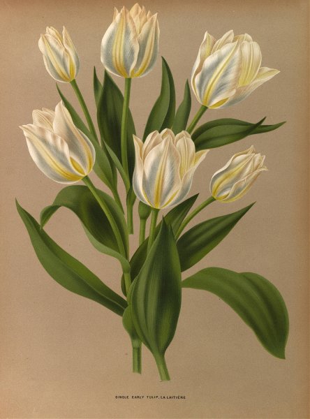 Single Early Tulip, La Laitiere  by Arentina Hendrica Arendsen - Hand-Painted Oil Painting Reproduction