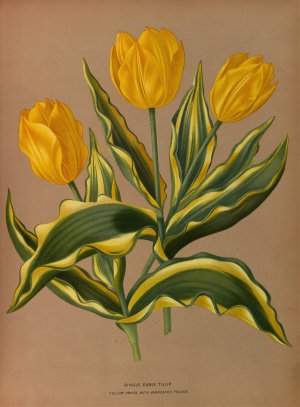 Single Early Tulip Yellow Prince With Vartecated Foliage by Arentina Hendrica Arendsen Oil Painting