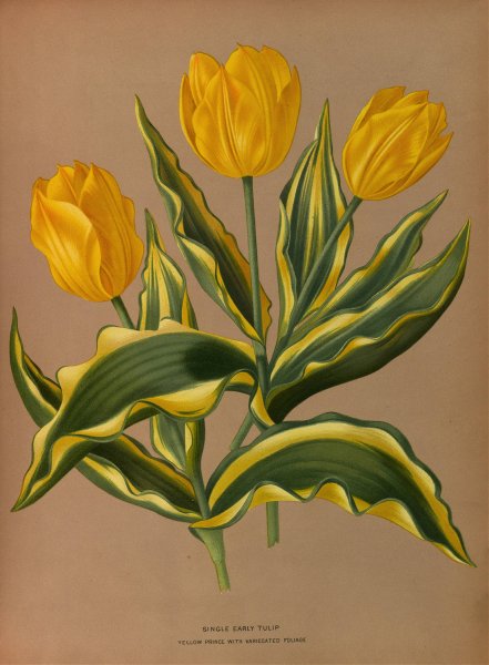 Single Early Tulip  Yellow Prince With Vartecated Foliage  by Arentina Hendrica Arendsen - Hand-Painted Oil Painting Reproduction