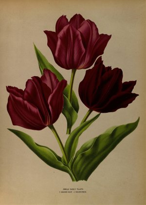 Single Early Tulips 1.Van Der Neer 2.Wouwerman by Arentina Hendrica Arendsen Oil Painting