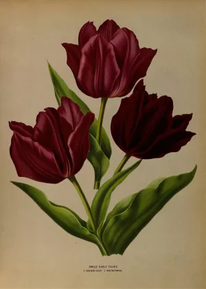 Single Early Tulips 1.Van Der Neer 2.Wouwerman by Arentina Hendrica Arendsen Oil Painting