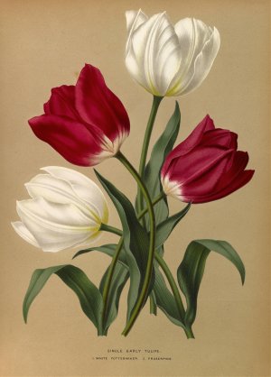 Single Early Tulips 1.White Pottebakker 2.Prosperpine by Arentina Hendrica Arendsen Oil Painting