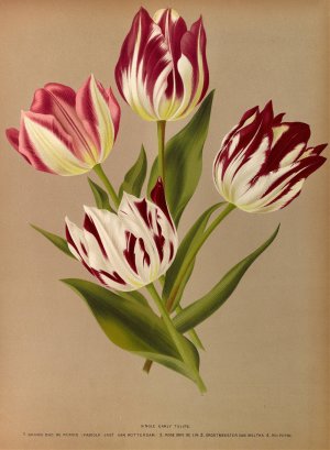 Single Early Tulips 2 by Arentina Hendrica Arendsen Oil Painting