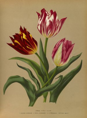 Single Early Tulips 3 by Arentina Hendrica Arendsen Oil Painting
