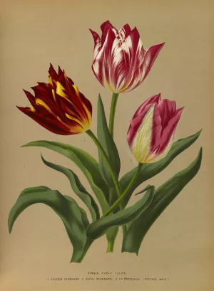 Single Early Tulips 3 by Arentina Hendrica Arendsen Oil Painting
