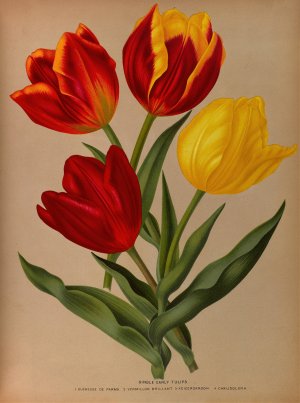 Single Early Tulips 4 by Arentina Hendrica Arendsen Oil Painting