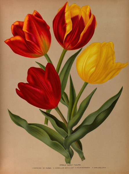 Single Early Tulips 4  by Arentina Hendrica Arendsen - Hand-Painted Oil Painting Reproduction