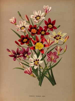 Sparaxis Tricolor. Varr. by Arentina Hendrica Arendsen Oil Painting
