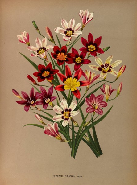 Sparaxis Tricolor. Varr.  by Arentina Hendrica Arendsen - Hand-Painted Oil Painting Reproduction