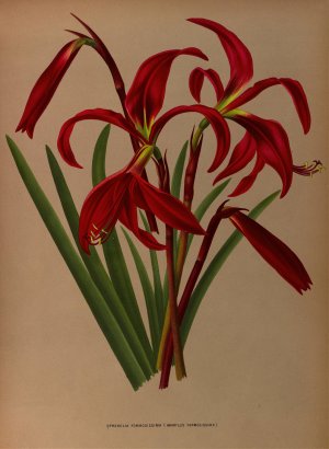 Sprekelia Formosissima by Arentina Hendrica Arendsen Oil Painting