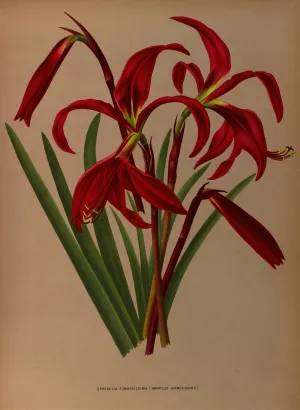 Sprekelia Formosissima by Arentina Hendrica Arendsen Oil Painting