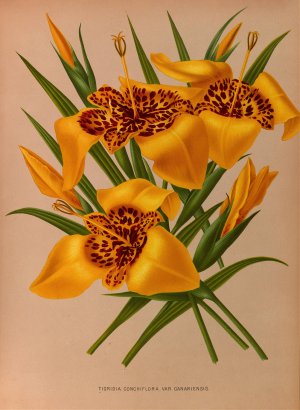 Tigridia Conchiplora.Var.Canariensis by Arentina Hendrica Arendsen Oil Painting