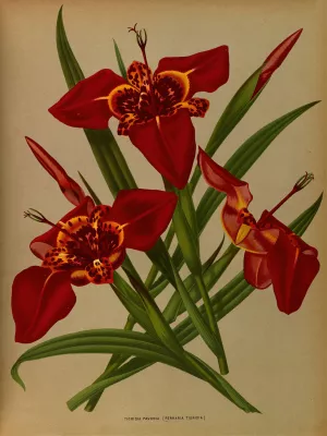 Tigridia Pavonia. by Arentina Hendrica Arendsen Oil Painting