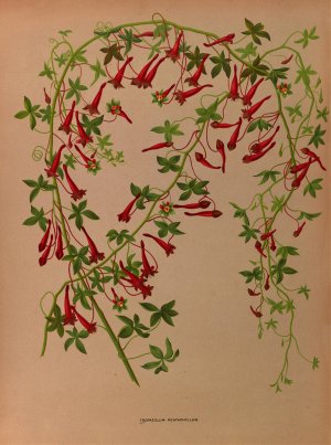 Tropaeolum Pentaphyllum by Arentina Hendrica Arendsen Oil Painting