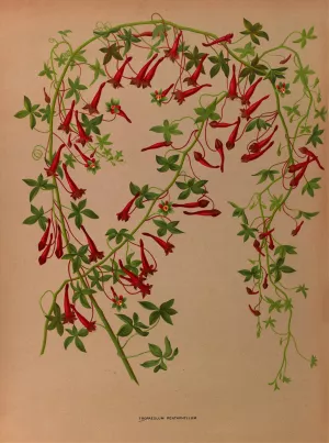 Tropaeolum Pentaphyllum by Arentina Hendrica Arendsen Oil Painting