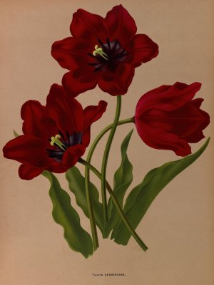 Tulipa Gesneriana by Arentina Hendrica Arendsen Oil Painting
