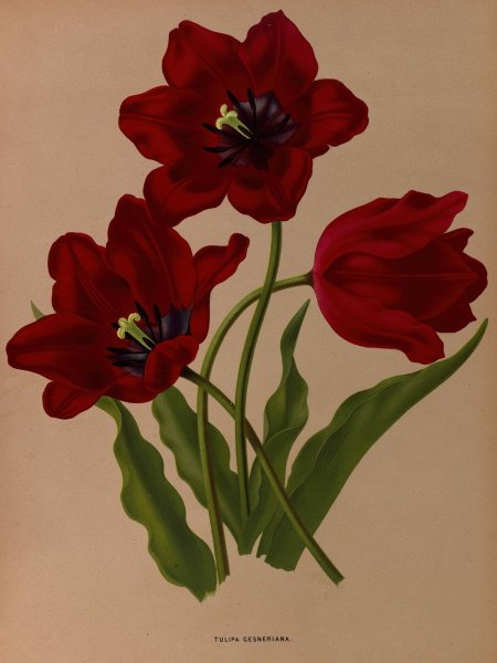 Tulipa Gesneriana  by Arentina Hendrica Arendsen - Hand-Painted Oil Painting Reproduction