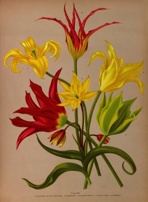 Tulipa by Arentina Hendrica Arendsen Oil Painting