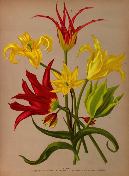 Tulipa  by Arentina Hendrica Arendsen - Hand-Painted Oil Painting Reproduction
