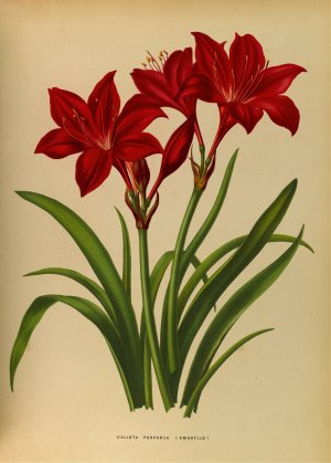 Vallota Purpurea by Arentina Hendrica Arendsen Oil Painting