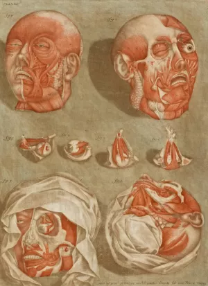 Four Dissected Heads with Details of Eyes by Arnauld Gautier D'Agoty Oil Painting