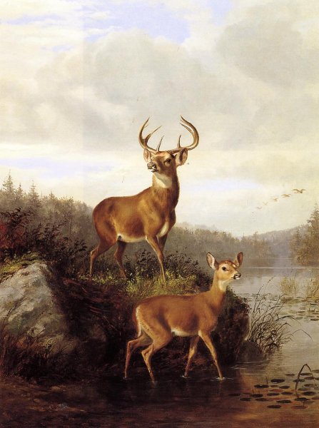 Main Product Photo of Buck and Doe Painting by Arthur Fitzwilliam Tait