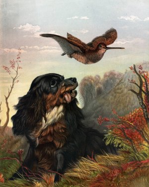 Cocker and Woodcock by Arthur Fitzwilliam Tait Oil Painting