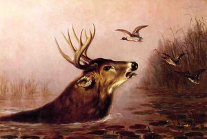 Deer in Marsh