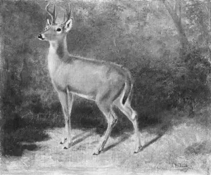 Deer--Sketch from Nature by Arthur Fitzwilliam Tait - Oil Painting Reproduction