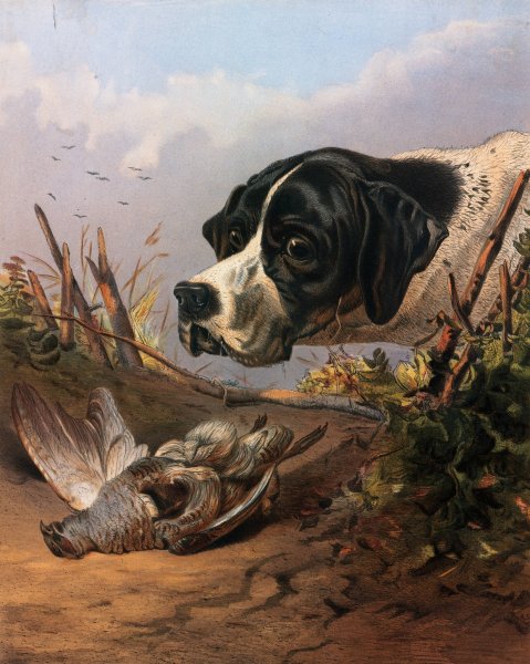 Main Product Photo of Dog's Head  Painting by Arthur Fitzwilliam Tait