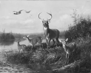 On the Qui Vive, Buck and Three Does painting by Arthur Fitzwilliam Tait