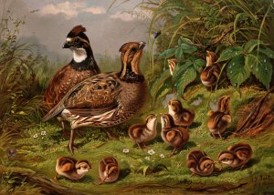 Quail by Arthur Fitzwilliam Tait Oil Painting