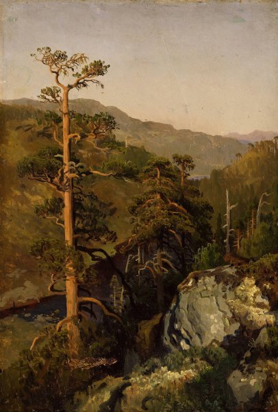 Main Product Photo of Rocky Landscape with Pinetrees  Painting by August Cappelen