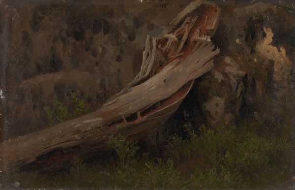 Main Product Photo of Study of a decaying Trunk  Painting by August Cappelen
