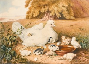 A Hen With Her Chicks by Augusta Innes Withers Oil Painting