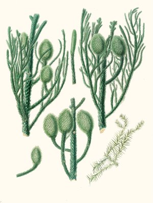 Araucaria Cunninghamii - Moreton Bay pine. by Aylmer Bourke Lambert Oil Painting