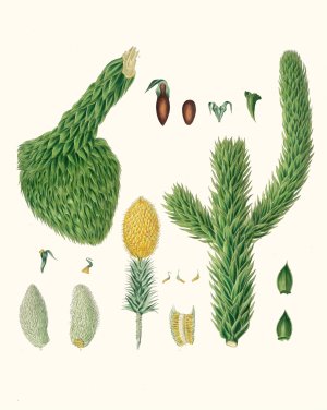 Araucaria imbricata - Chili pine by Aylmer Bourke Lambert Oil Painting